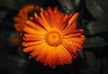 call drop ratio analysis