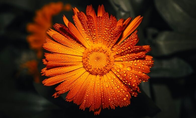 call drop ratio analysis