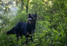 toll free latency success ratio