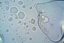 caller security risk investigation