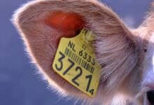 caller tracking regulation risks