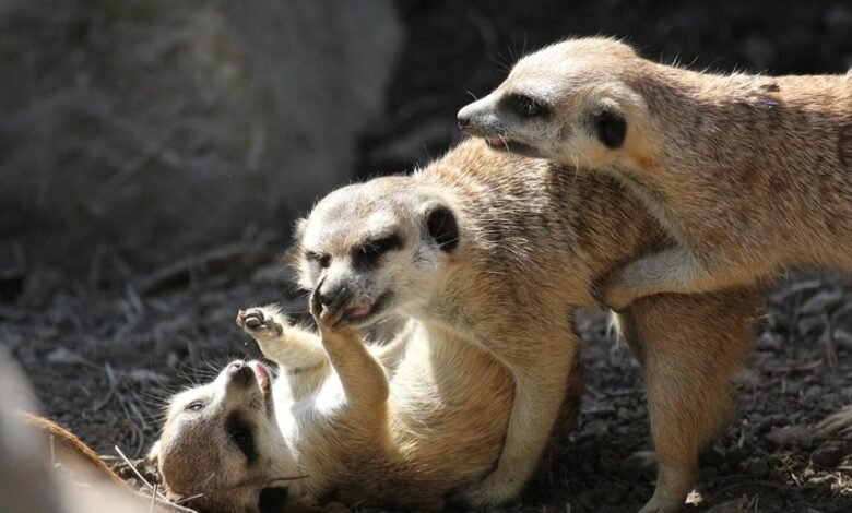 risk compliance agency monitoring