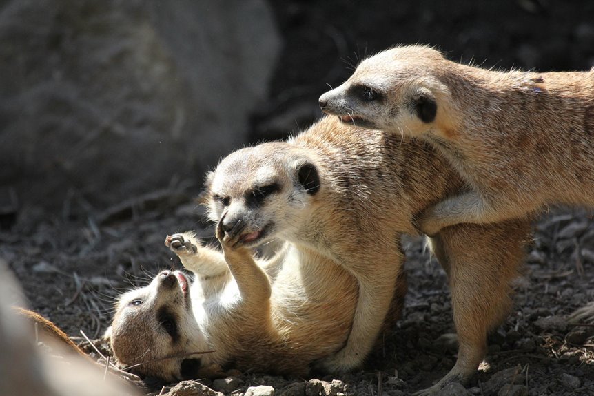 risk compliance agency monitoring